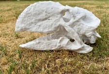Gastornis Diatryma Skull Replica 12
