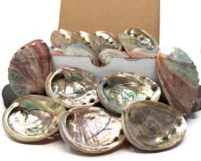 10 Pack Small Abalone Shell Gift Box: Natural Shells For Smudging, Crafting, etc picture