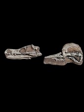Velociraptor mongoliensis Skull And Foot Fossil Cast Replica Set- Dinosaurs-... picture