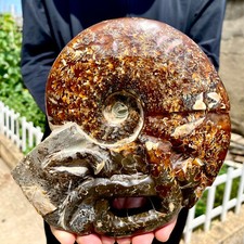 2.7LB Rare natural polished Natural conch fossil specimens of Madagascar picture