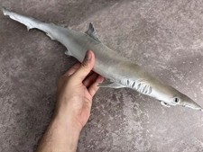 Scoliodon laticaudus  Spadenose Shark/ Dogfish Taxidermy Real Fish Skin Mount picture