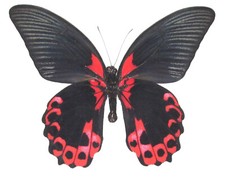 Papilio rumanzovia ONE REAL BUTTERFLY RED BLACK PHILIPPINES WINGS CLOSED picture