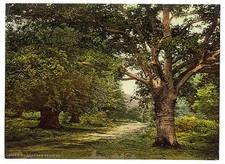 Photo:[Burnham Beeches, London and suburbs, England] picture