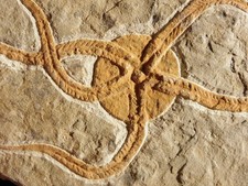 461 Million Year OLD STARFISH Fossil Ordovician Period Morocco 576gr picture
