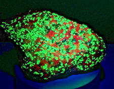 MASSIVE Willemite, Calcite, & Franklinite NJ Fluorescent Mineral Specimen - 5.7” picture