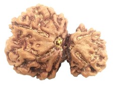 Rare Gauri Shankar Rudraksha - 7 Mukhi - Nepal Bead - IGL Certified picture