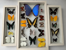 Set of 3 Framed Real Butterflies from Peru Specimen Shadow Boxes Entomology picture
