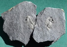 Trilobite, Andinacaste legrandi: Bolivia silurian rare trilobite fossil picture