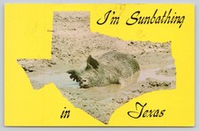 1972 Texas Postcard Pig Sunbathing in Mud Amarillo Baxter Lane Co. picture
