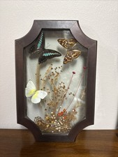 Vintage Real Butterflies & Flowers Entomology Shadow Box Framed Glass 11.5x 7.5