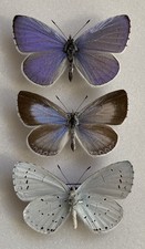 A Trio of Holly Blue Butterflies Set Specimens, ex Essex picture