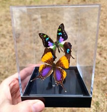 Real 3D Framed Butterflies: Purple Pair - Table Top - includes Purple Spotted Sw picture