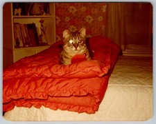 Vtg B&W Snapshot Cute Tabby Cat Bed Ruffled Red Quilt Bedroom Bookshelf 1970s picture