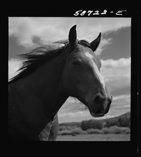 Photo:Lame Deer Montana Horse on Ranch Grazing Land 1941 Aug picture