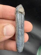 Beautiful Blue Horse Tooth Fossil Ice Age Era  picture