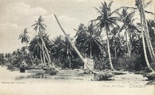 1907 Trinidad Shore Cocoa Nut Trees And Shack Postcard picture