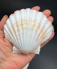 6 PC Large Great Scallop Sea Shells, Irish Baking Shells, 3.5Inch ~ 4 Inches picture