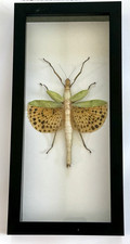 Framed Yellow Spotted Walking Stick (Paracyphocrania major) Insect Specimen picture
