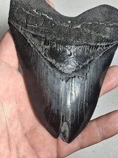 Big Upper Anterior Megalodon TOOTH Georgia 5.59 picture