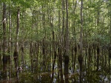Harleyville South Carolina USA Beidler Forest Swamp 2017 Flooded Forest picture