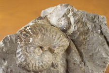 Fossilized Grammoceras ammonites in shale matrix - Jurassic, Whitby, UK, ~180 Ma picture