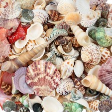 200 Pcs Sea Shells Bulk Mixed Ocean Beach Seashells for , Various Sizes Natur... picture