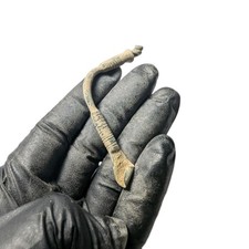Ancient Hellenistic Bronze Knee Bow Fibula Brooch 65mm c. 300-50 BC COA picture