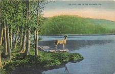 Postcard PA: The Lure of the Poconos, Deer by Lake, Pennsylvania Linen picture