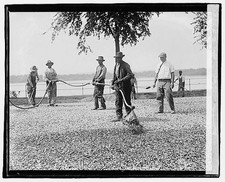 Photo:Barrett G 1920 men raking gravel waterfront road work picture