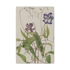 Mary Vaux Walcott - Curly Clematis (Clematis crispa) - 1925 - Canvas Wall Art picture