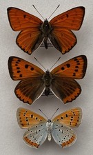 A Pair of First Generation Large Copper Butterfly Set Specimens, ex Woodwalton picture