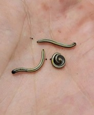 Hawaiian Striped Millipedes (Spirobolellus sp. maui) Millipedes 10 Ct picture