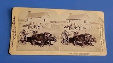 Vtg 1895 Rapid Transit Oxen In South Mississippi Real Photo UNDERWOOD STEREOVIEW picture