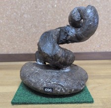 Rare Japanese Heteromorph Ammonite Fossil Hokkaido Cretaceous Japan picture