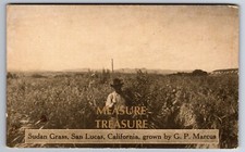 C.1910 SAN LUCAS, CA CALIFORNIA G.P. MARCUS SUDAN GRASS MONTEREY Postcard P71 picture