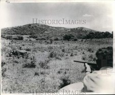1970 Press Photo Johannesburg, South Africa - Radio equipped Rhinoceros. picture