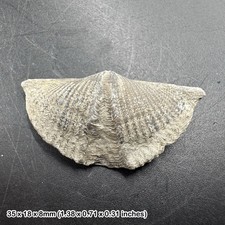 Winged brachiopod fossil (mucrospirifer thedfordensis) - middle devonian, picture