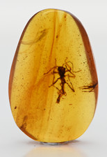 Scarce Phasmatodea (Walking Stick), Fossil Inclusion in Burmese Amber picture