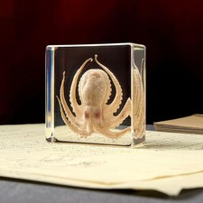 Taxidermy Octopus Insect in Resin, Real Octopus Specimens Animal Paperweights... picture