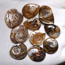 Ancient Earth Spirals~ 10 PC Natural Spiralite Fossil Drusy Collectible Crystals picture