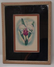 Ted Mundorff White Cattleya Orchid Airbrushed Print Painting Mirror picture