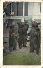Carmel Maine ME Auto Rest Park Bear Cubs c1920s-30s Postcard picture