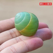 3-4CM Snail Shell Natural Shell with Natural Color Hermit Crab Replacement 1PC picture