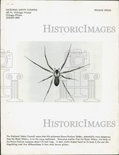 1969 Press Photo Poisonous Brown Recluse Spider - lrb37955 picture