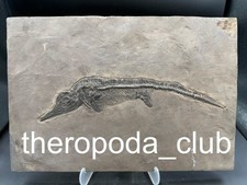 Small but Exceptional — Juvenile Mixosaurus Fossil picture