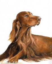 ❦ ORIGINAL Oil Dog Portrait Painting IRISH SETTER Artist Signed Art on Canvas picture