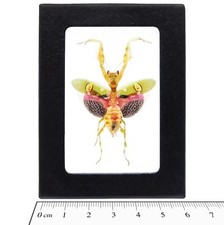 Creobroter gemmatus REAL PINK FLOWER PRAYING MANTIS FRAMED INSECT picture