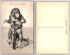 Staten Island New York Zoo Sammy Chimpanzee Horn Instrument Postcard picture