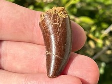 NICE Carcharodontosaurus or Deltadromeus Dinosaur Tooth Fossil Kem Kem Morocco picture