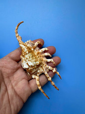 126mm | Lambis scorpius | Freak finger| Beautiful seashell picture